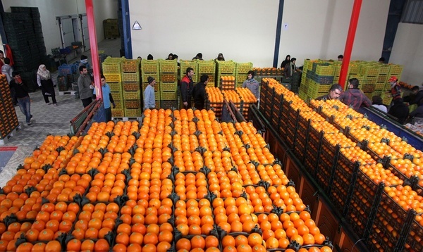 469 تن پرتقال در قزوین ذخیره‌سازی شد  تامین میوه شب عید استان