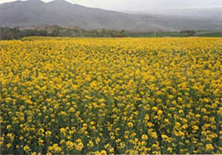 افزایش حدود 350درصدی خرید دانه روغنی کلزا در مازندران