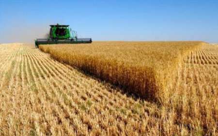 سالانه 6 هزار تن گندم در خرمدره تولید می شود