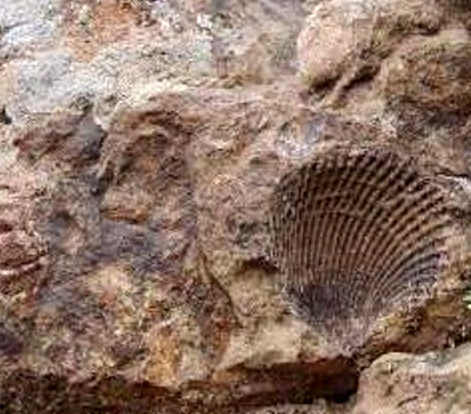 انتقال فسیل‌های 65 میلیون ساله به موزه تربت حیدریه