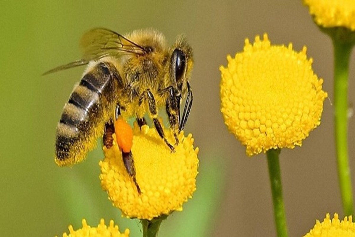 کشف یک توانایی منحصر به فرد در زنبور عسل
