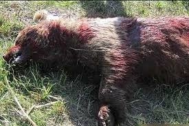 مرگ یک خرس قهوه‌ای با گلوله  در گلستان