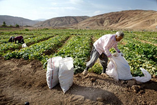 بانک ها حق پیگیری اجرائیه های بدهی کشاورزان کرمانی را ندارند