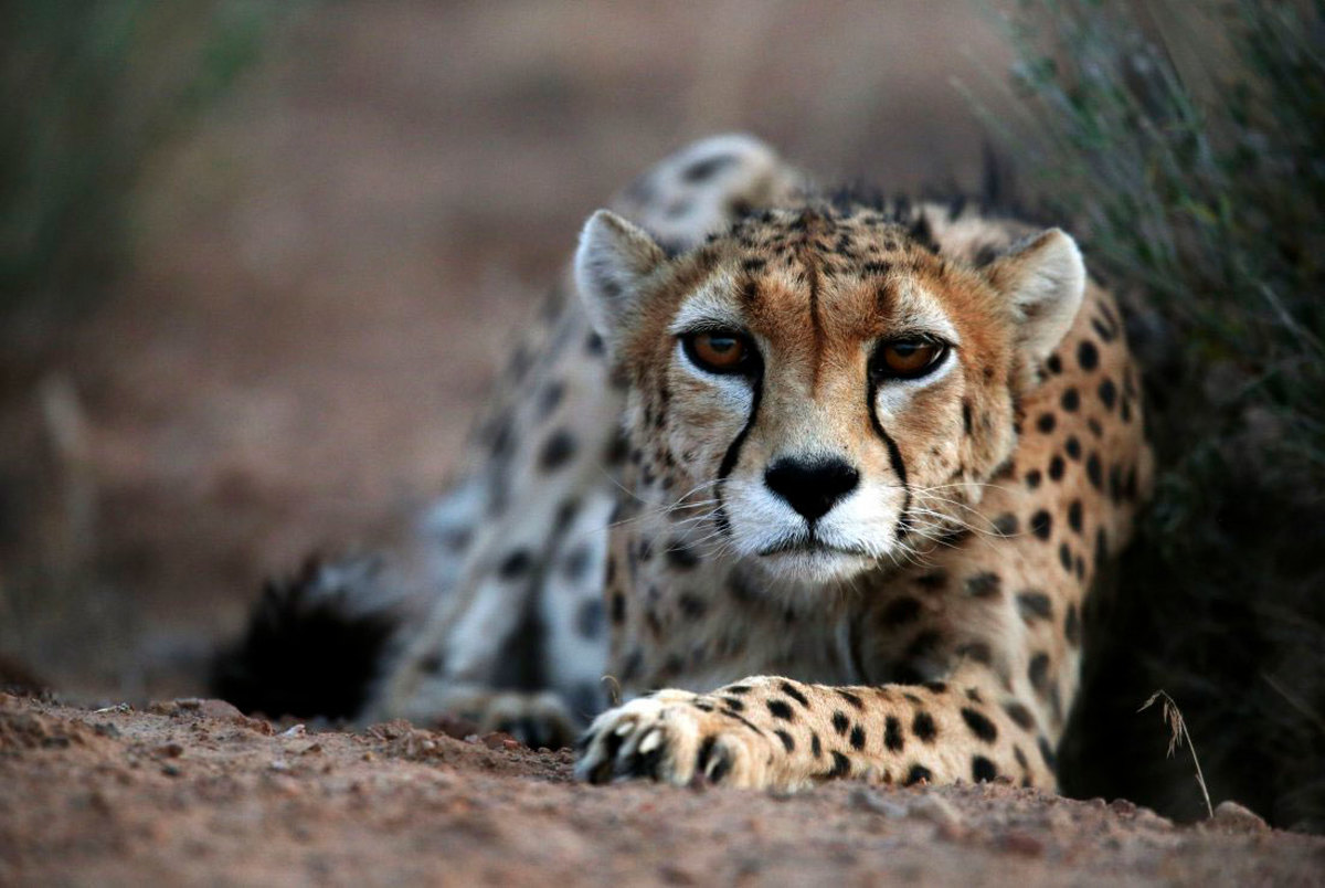 «لقاح مصنوعی» یوزپلنگ ایرانی را نجات می‌دهد؟