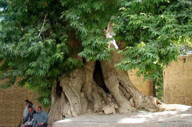 درختان سرو کهک و چنار نایه قم در فهرست ملی ایران به ثبت رسید