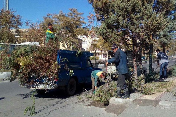 62 پرونده قطع درخت در شهرداری قزوین تشکیل شده است