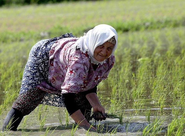 بررسی ممنوعیت کشت برنج در روزنامه خراسان شمالی