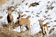 ورود گونه های جانوری  به مناطق مسکونی به دلیل بارش برف