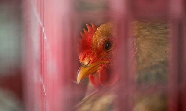 اثری از آنفلوآنزای مرغی درقم مشاهده نشده‌است
