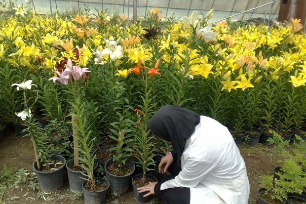 اقبال گلکاران خراسان رضوی چون عمر گل کوتاه