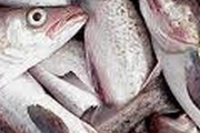 تلف شدن 3.5 میلیون قطعه ماهی در زلزله کرمانشاه