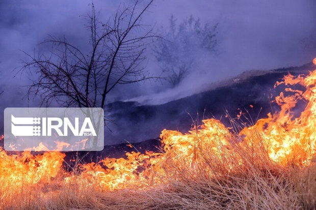 آتش سوزی در نخلستان‌های حناشور دشتی