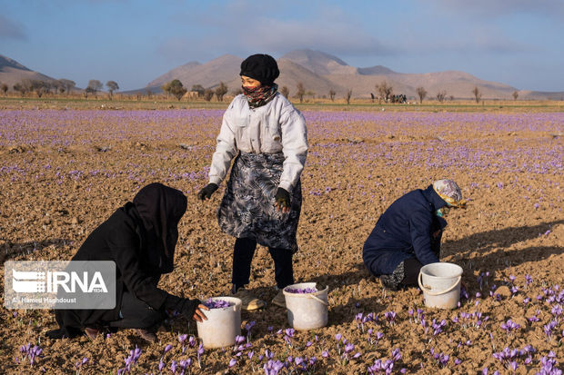 ۱۲ تن پیاز مرغوب زعفران در بافق توزیع شد