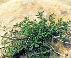 رتبه نخست آذربایجان غربی در تنوع گیاهان دارویی 50 نوع گیاه دارویی استان در معرض انقراض هستند