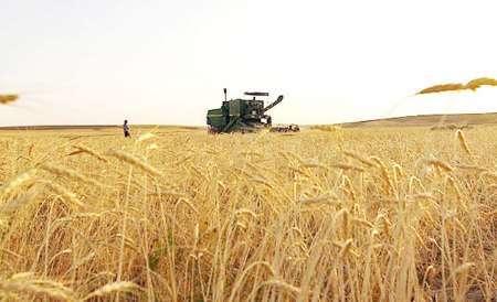 بیش از 77 هزار تن گندم تحویل سیلوهای سیستان و بلوچستان شده است