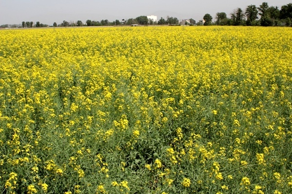 کشت کلزا راهکار اساسی افزایش تولید روغن خوراکی در کشور