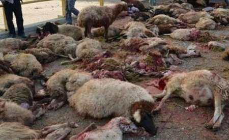 40 راس گوسفند در تصادف با کامیون در پلدختر تلف شدند