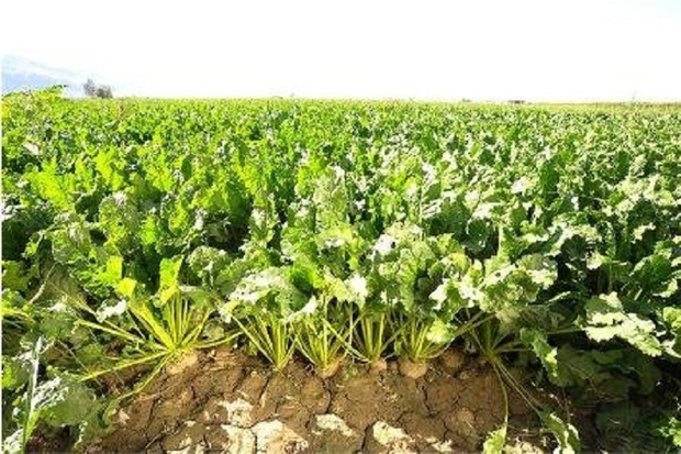 515 هزار تن چغندرقند از کشاورزان آذربایجان غربی خریداری شد