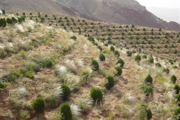 2500 هکتار زمین مستعد جنگل کاری در زنجان شناسایی شد