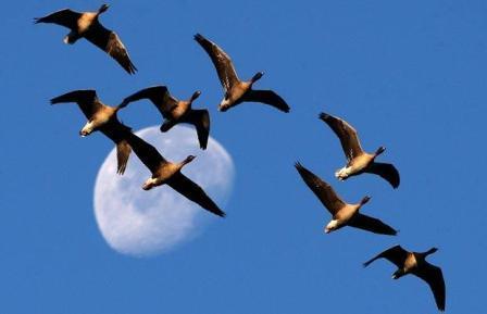 احتمال حضور پرندگان مهاجر آلوده به آنفلوانزای فوق حاد درشهرستان طارم
