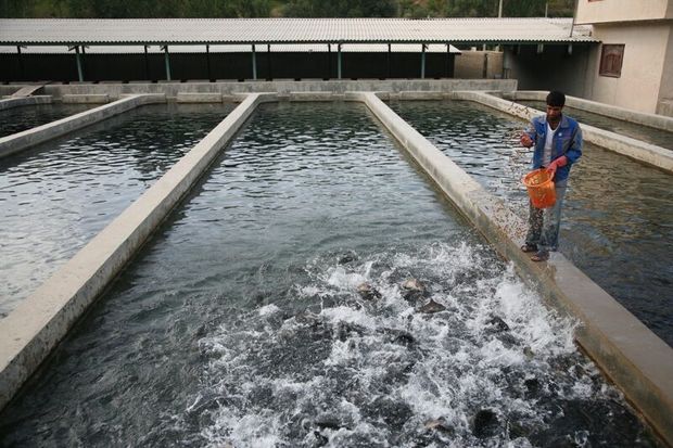 تولید ماهی سردآبی در شهرستان ری ۱۰۰ درصد افزایش یافت