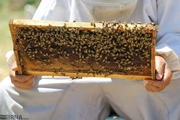 کندوهای زنبورعسل در باغ‌های همدان به‌کار گرفته می‌شود