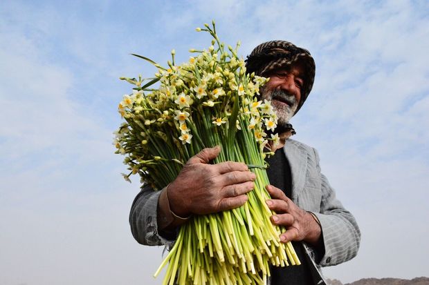 وزارت جهاد کشاورزی با بیمه گل نرگس موافقت کرد