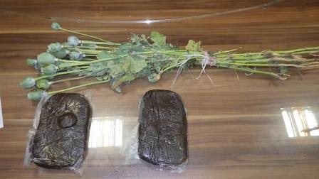 کشف بوته خشخاش در مشهد
