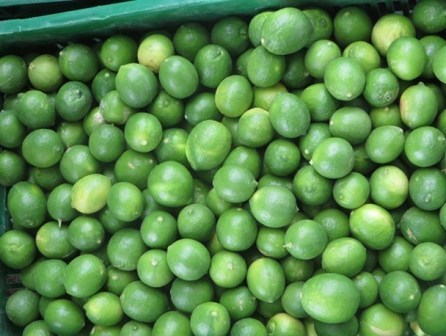 برداشت 750 تن لیمو ترش در بخش اسیر شهرستان مُهر