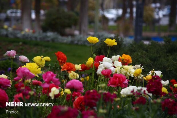 میادین و پارک های سنندج با ۳۲ هزار جعبه گل آراسته می شود