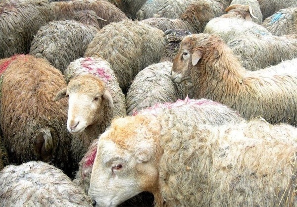 مکان عرضه و ذبح گوسفند زنده از سوی شهرداری رشت‌ اعلام شد