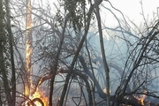 آتش سوزی اراضی جنگلی آستارا مهار شد