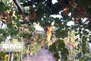 ۱۰۰ هکتار از باغ‌های انگور استان قزوین داربستی شدند