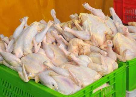 روزانه 300 تن گوشت سفید از استان های دیگر وارد تهران می شود