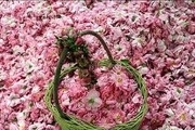 آغاز به کار سومین جشنواره گل محمدی در دودانگه