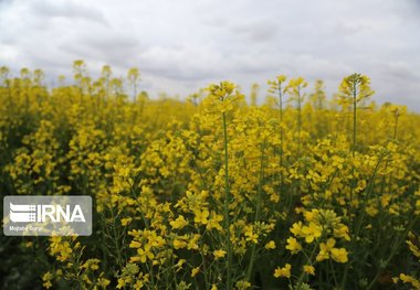 کشاورزان مبارزه با آفت سنک کلزا را شروع کنند