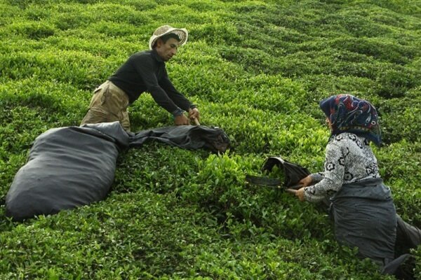برداشت برگ سبز چای هفته اول اردیبهشت در باغات شمال آغاز می شود