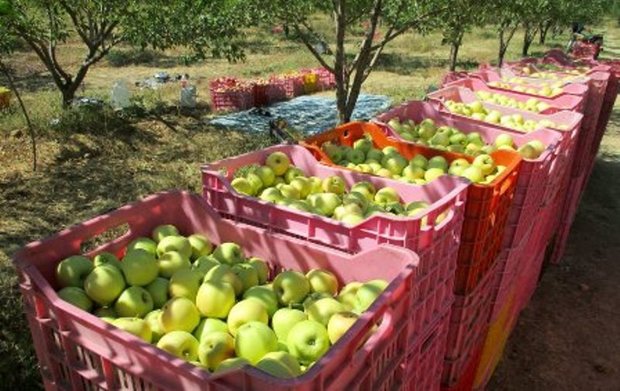 برداشت محصول سیب در کهگیلویه و بویراحمد آغاز شد