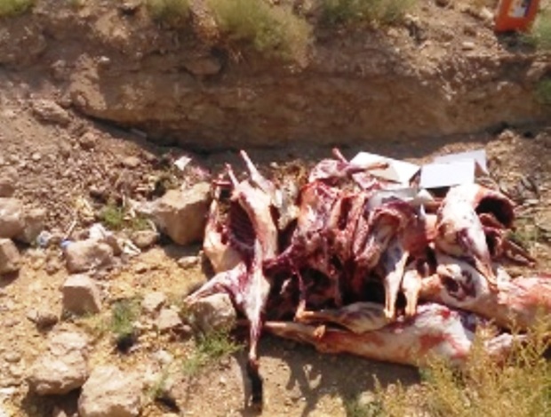 لاشه 16 گوسفند آلوده به سم در خرم بید معدوم شد