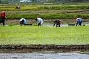 افزایش 300 درصدی دستمزد نشاء برنج در مازندران