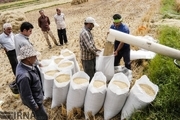 آغاز برداشت برنج در پارس‌آباد مغان