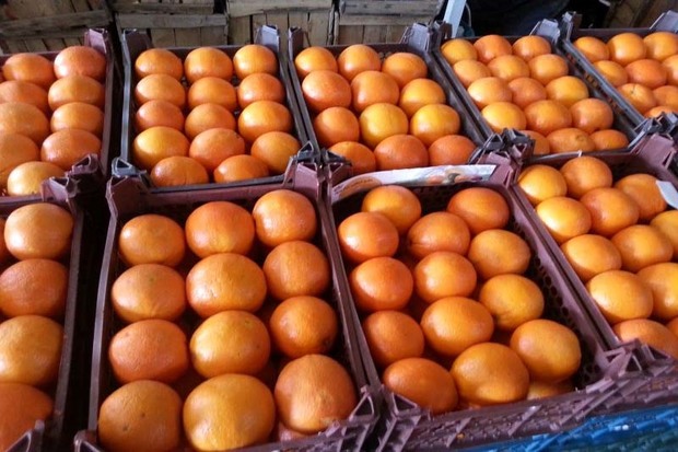 توزیع میوه ستاد تنظیم بازار عید در قزوین آغاز شد