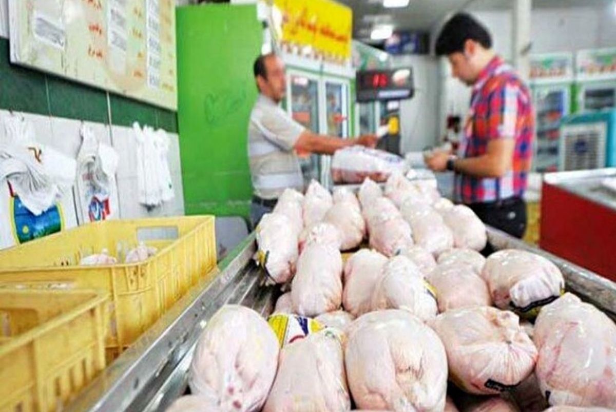 پیش بینی ارزان شدن مرغ از دهه سوم آذر/ مدیر عامل اتحادیه مرغداران گوشتی: گرانی مرغ منتفی است