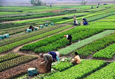 گسترش سبزی کاری راهی برای اشتغالزایی بیشتر در روستاهای غرب مازندران