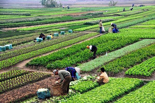 گسترش سبزی کاری راهی برای اشتغالزایی بیشتر در روستاهای غرب مازندران