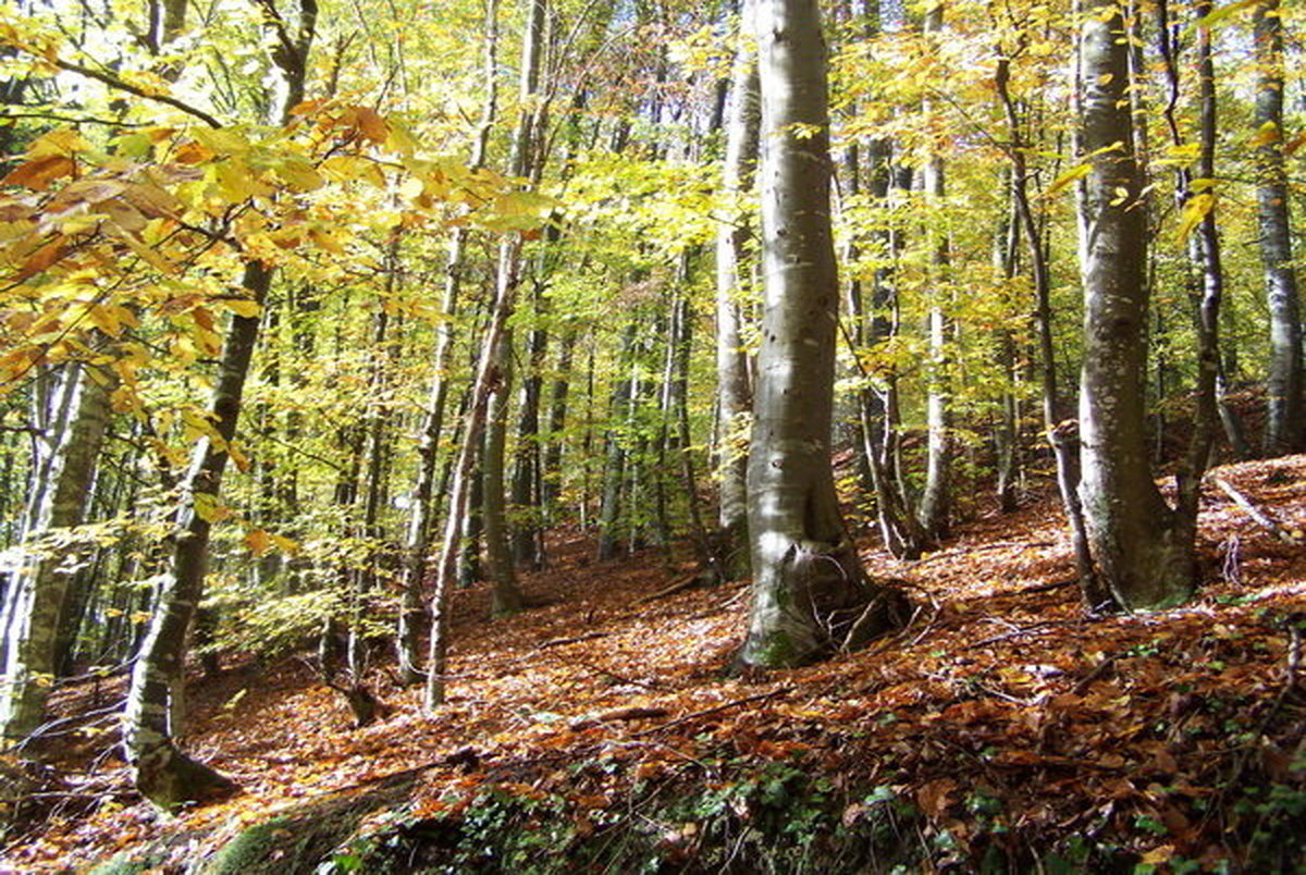 زندگی کنار جنگل استرس را کاهش می دهد