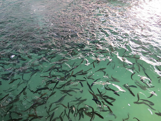 11 هزار قطعه بچه ماهی پرورشی در دریاچه آلوت بانه رها سازی شد