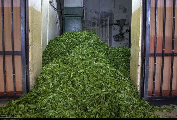 بیش از 47هزار تن برگ سبز چای از چایکاران شمال خریداری شد
