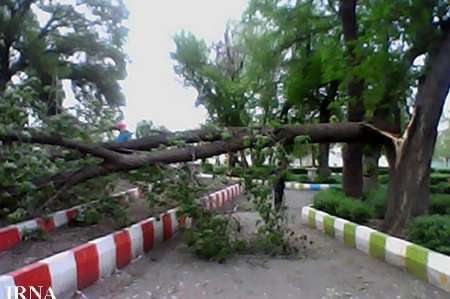وزش باد شدید و شکسته شدن تعدادی درخت در شهر مرزی آستارا