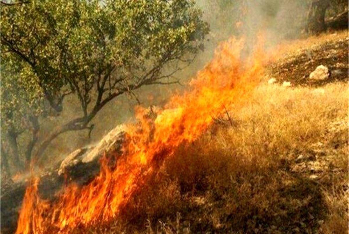مهار آتش سوزی در جنگل های لویزان تهران